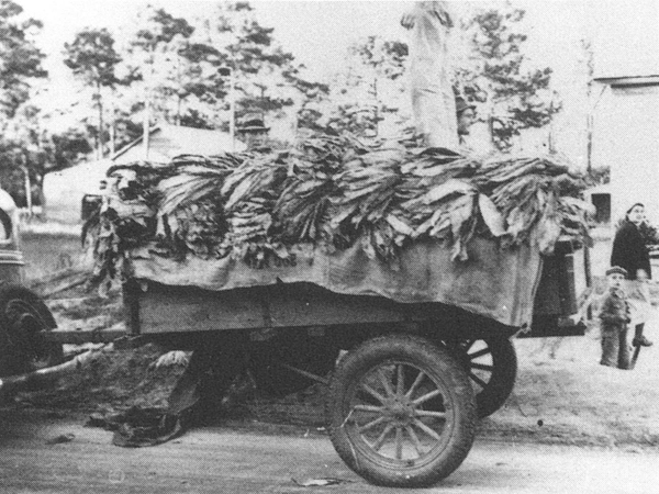 Tobacco harvests on a truck