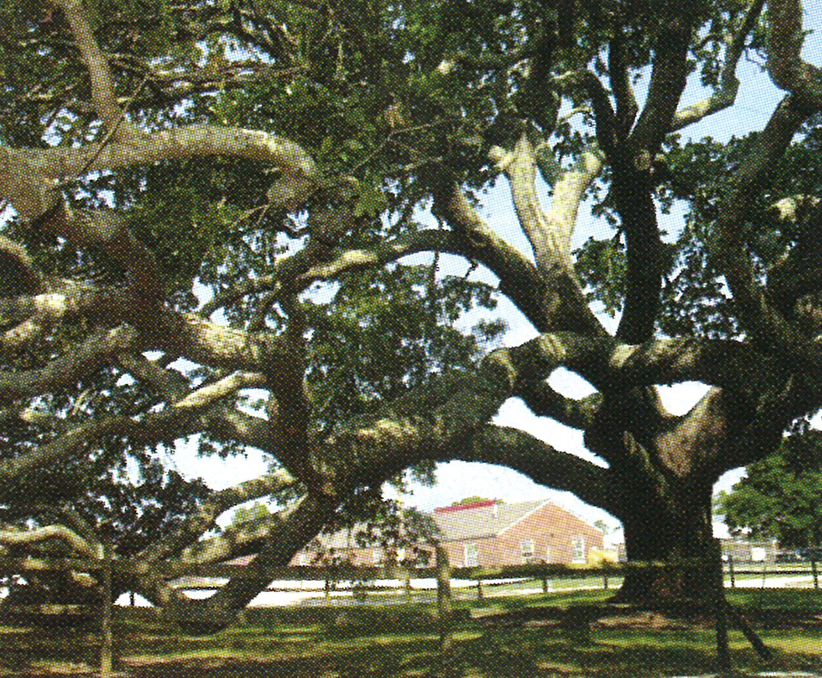 Bicentennial Oak Tree